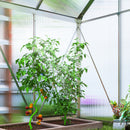 Tomato plants growing in a greenhouse with visible fruits.
